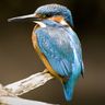 Eisvogel an der Nethe