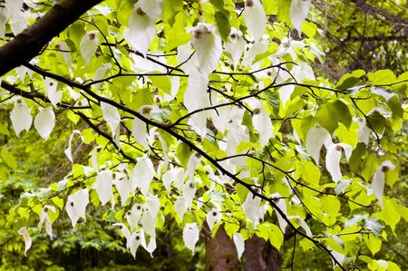 Arboretum Taschentuchbaum - Foto: Bad Driburger Touristik GmbH / F. Grawe