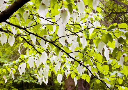 Arboretum Taschentuchbaum - Foto: Bad Driburger Touristik GmbH / F. Grawe