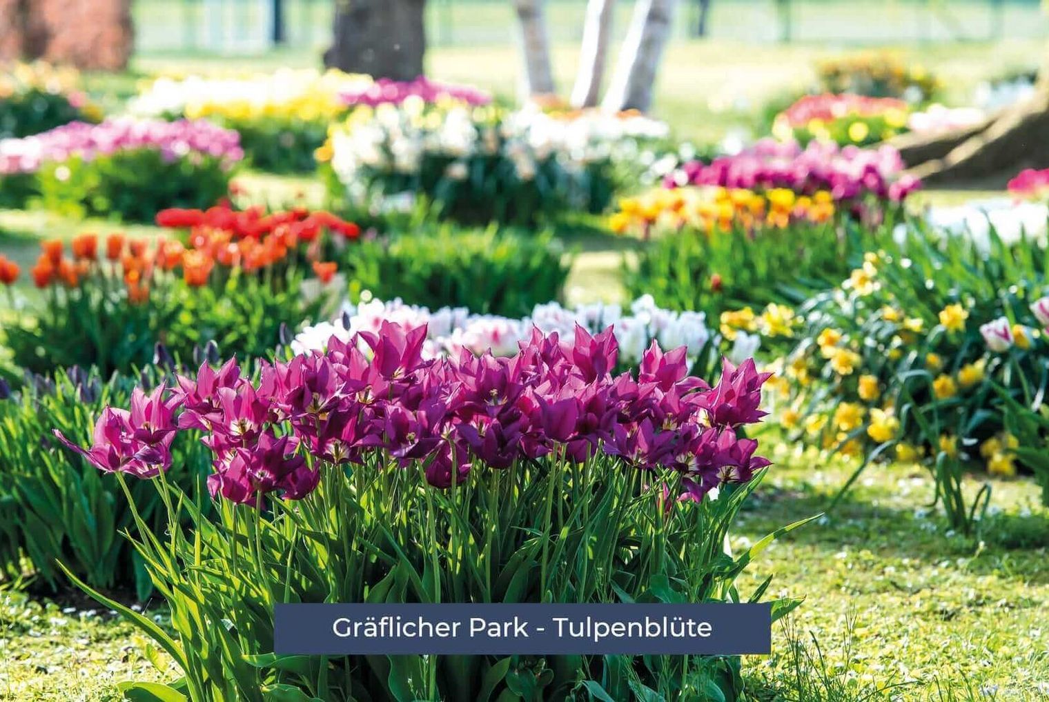 Tulpenblüte im Gräflichen Park Bad Driburg